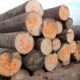 pine log wood /pine wood timber/pine sawn timber (FOR EXPORT TO CANADA AND AMERICA)