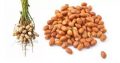 Organic Groundnut seeds