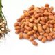 Organic Groundnut seeds