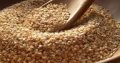 sesame seed (FOR EXPORT TO CANADA AND AMERICA)